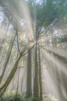 Morning Sunlight Through the Trees