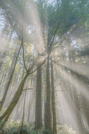 Morning Sunlight Through the Trees