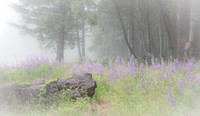 Lupine in the Morning Mist