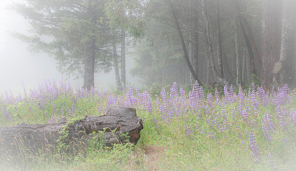 Lupine in the Morning Mist