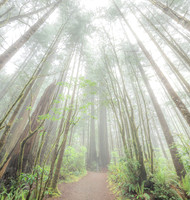 Woodland Welcome