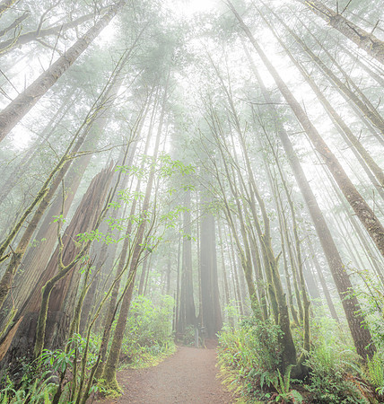 Woodland Welcome