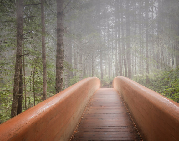 Into the Forest