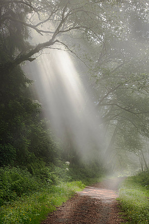 Warming the Forest Path