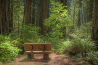 A Peaceful Place Beneath the Giants