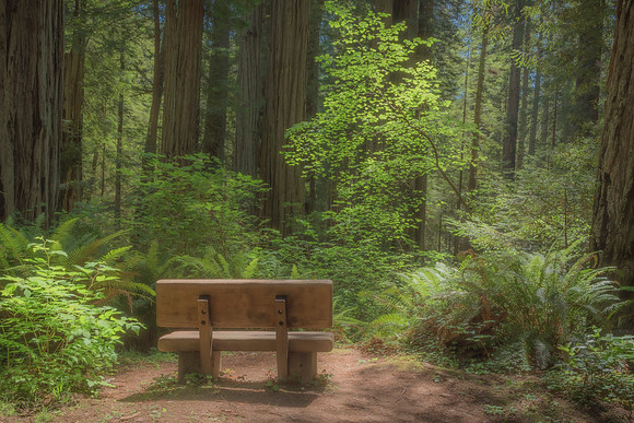 A Peaceful Place Beneath the Giants