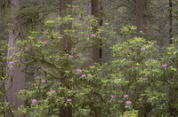 Blooming Beneath the Redwoods