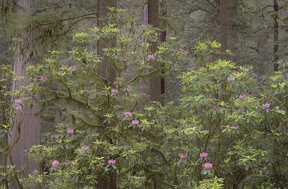 Blooming Beneath the Redwoods