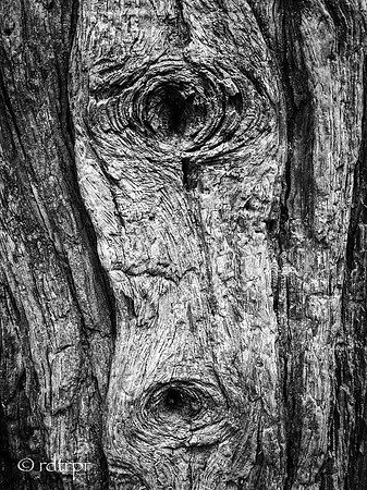 Yosemite B&W 2018