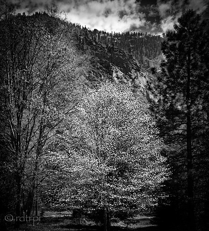 Yosemite B&W 2018