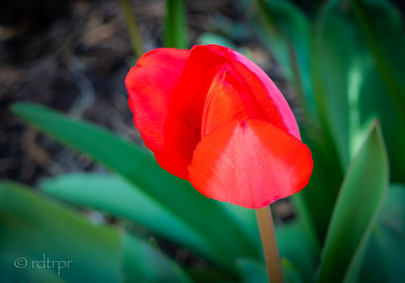Marlene's Garden Santa Fe 2018