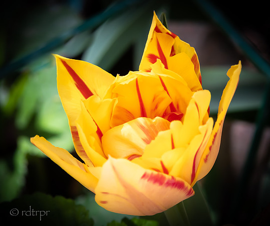 Marlene's Garden Santa Fe 2018