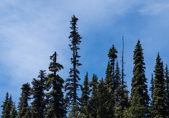 Hurricane Ridge