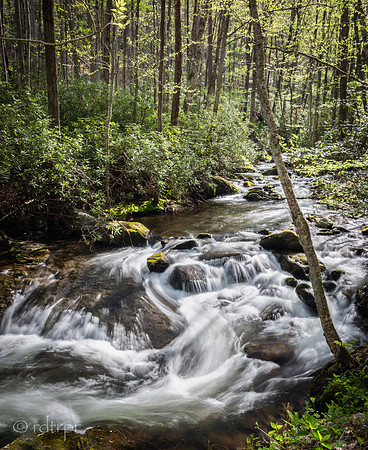 Great Smoky Mountains 2019