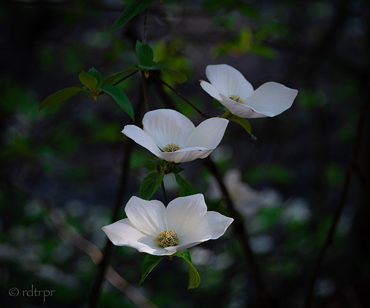 Yosemite Dogwoods 2019