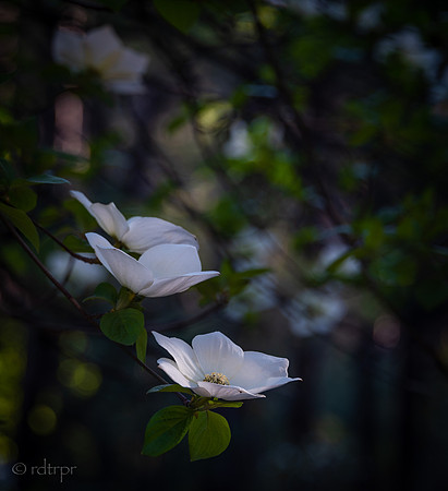 Yosemite Dogwoods 2019