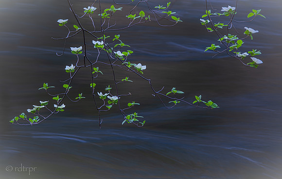 Yosemite Dogwoods 2019