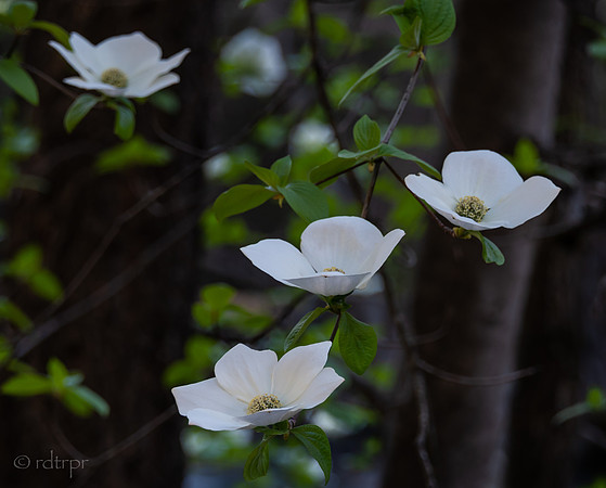 Yosemite Dogwoods 2019