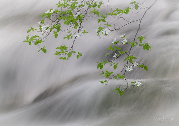 Yosemite Dogwoods 2019