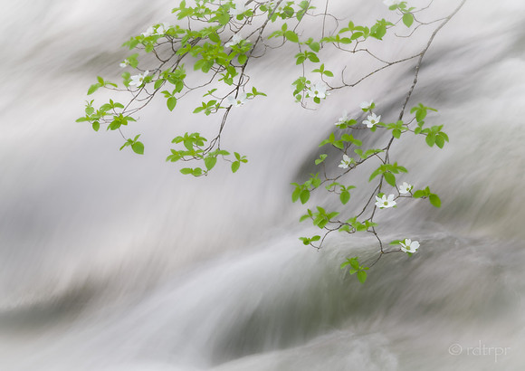 Yosemite Dogwoods 2019