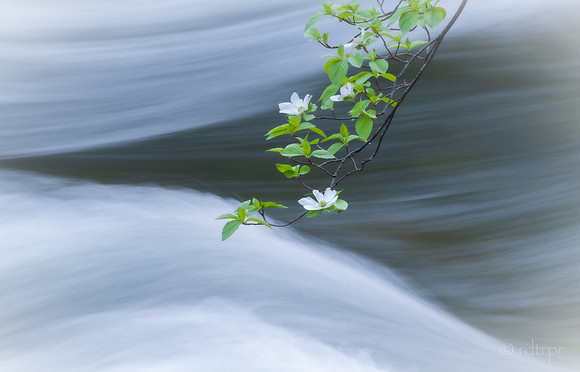Yosemite Dogwoods 2019