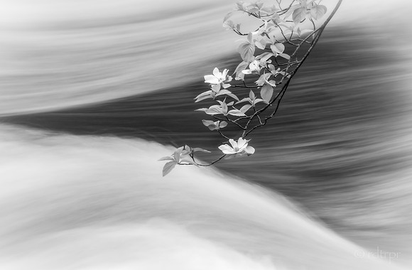 Yosemite Dogwoods 2019