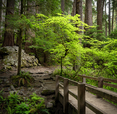 Sol Duc