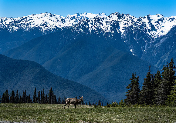 Hurricane Ridge