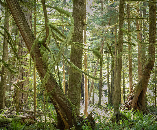 Lake Crescent Trails