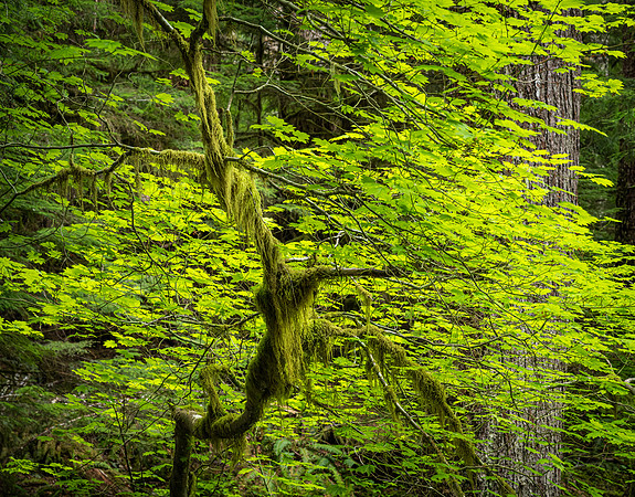 Sol Duc
