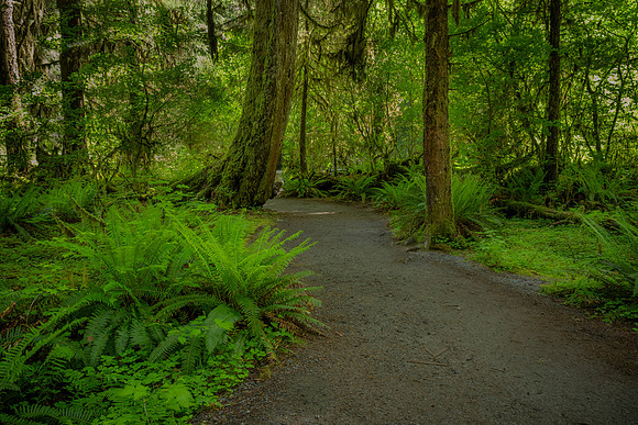 Hoh Rainforest