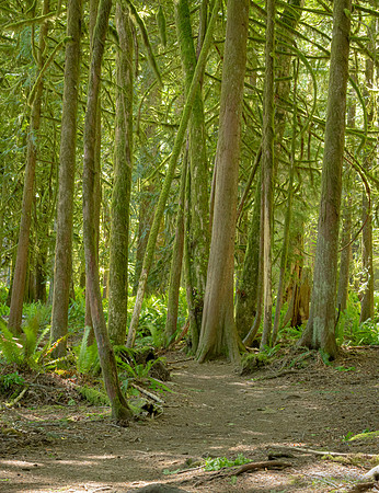Lake Crescent Trails